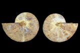 4.4" Cut & Polished Agatized Ammonite Fossil (Pair)- Jurassic - #131740-1